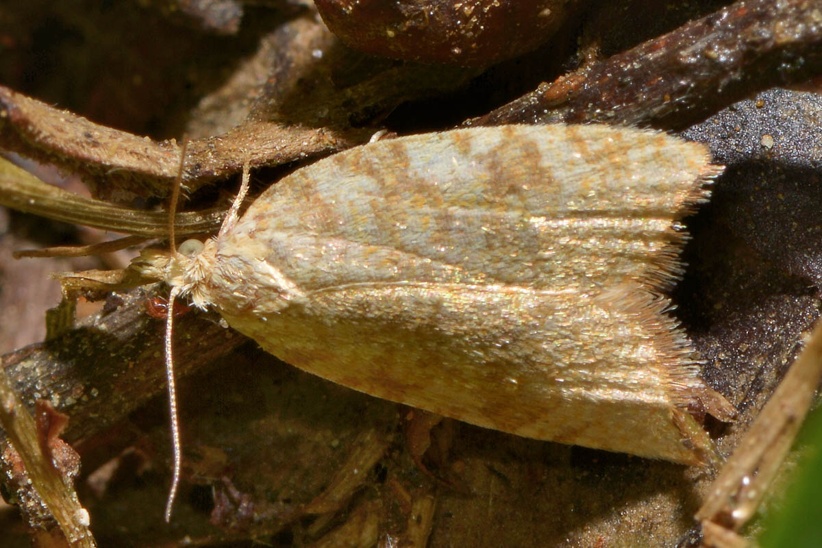 Tortricidae? S, Aleimma loeflingiana